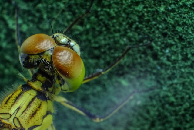 Free Dragonfly Insect photo and picture