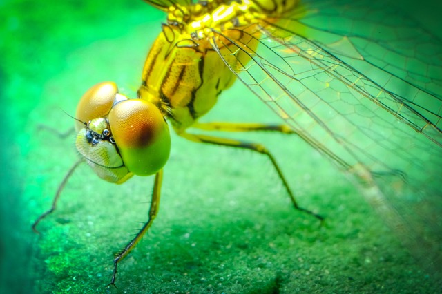 Free Dragonfly Insect photo and picture