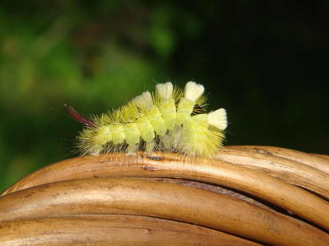 Caterpillar Nature Summer - Free photo on Pixabay - Pixabay