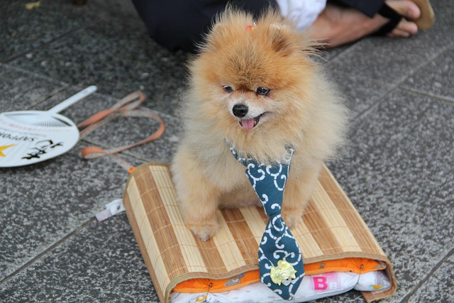 Free Dog Pet photo and picture