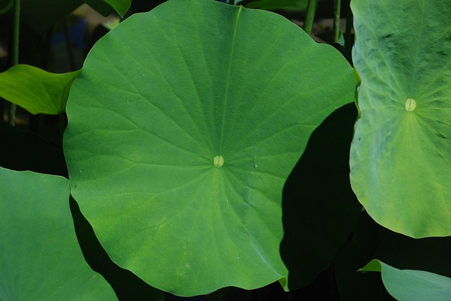 Lotus Leaf Nature Free photo on
