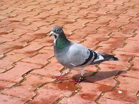 Free Pigeon Bird photo and picture