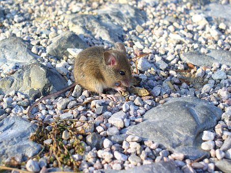 Free Mouse Animal photo and picture