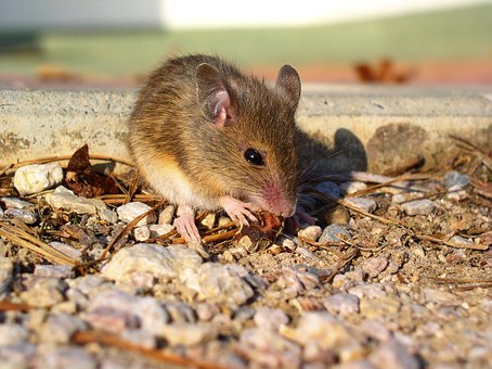 Free Mouse Animal photo and picture