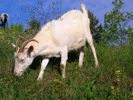 Free Goat Animal photo and picture