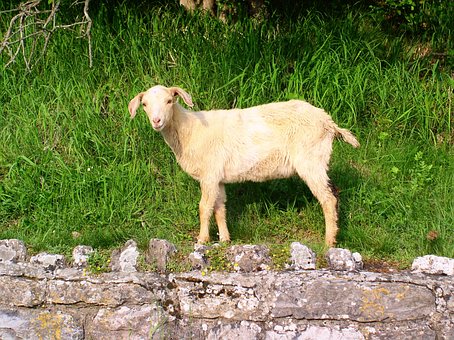 Free Sheep Animal photo and picture