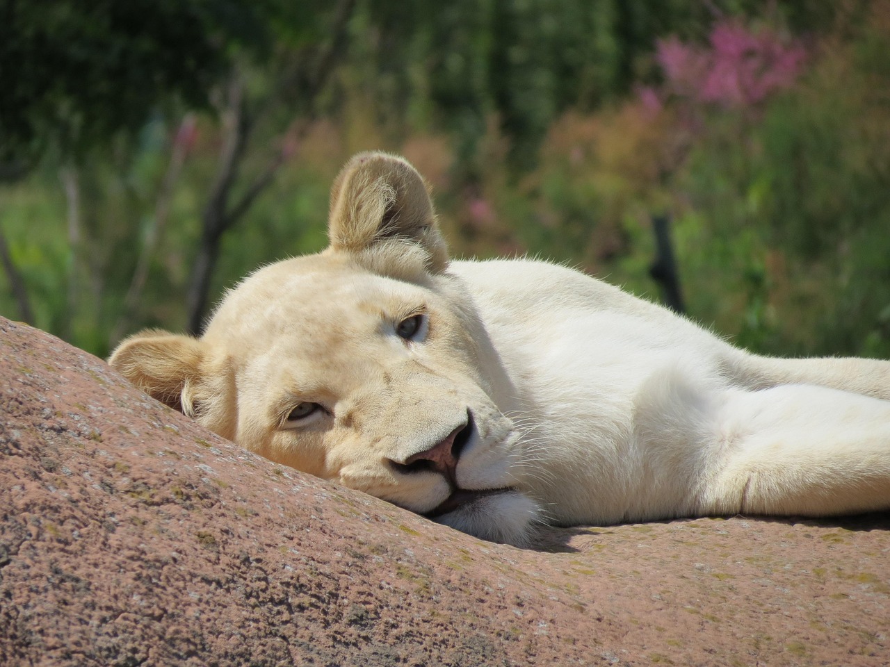africa white lion