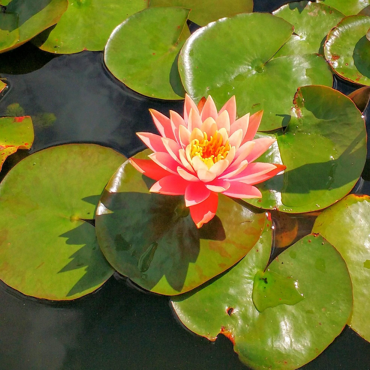 Waterlily Lily Water Free photo on Pixabay Pixabay