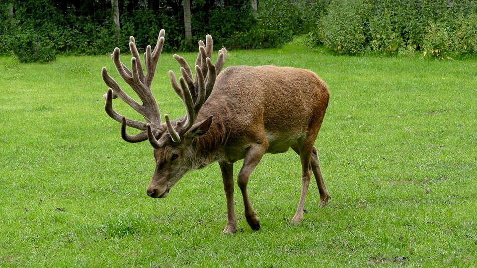 Hirsch Deer Antler Wildlife Park · Free photo on Pixabay