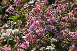 herbstannemone, annemone, plant