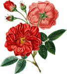 red, rose, vintage