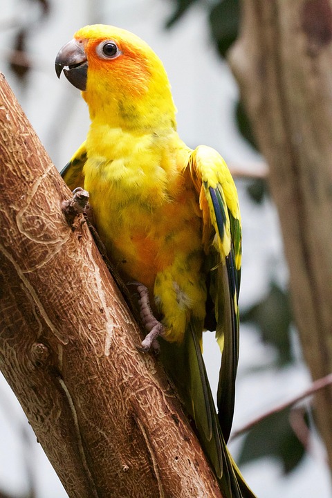 Hewan Burung Foto Gratis Di Pixabay
