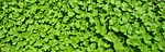 plant, herb, medicinal