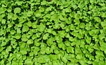 plant, herb, medicinal