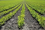 agriculture, field, food