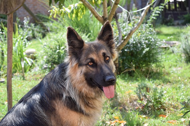Free Dog Green photo and picture
