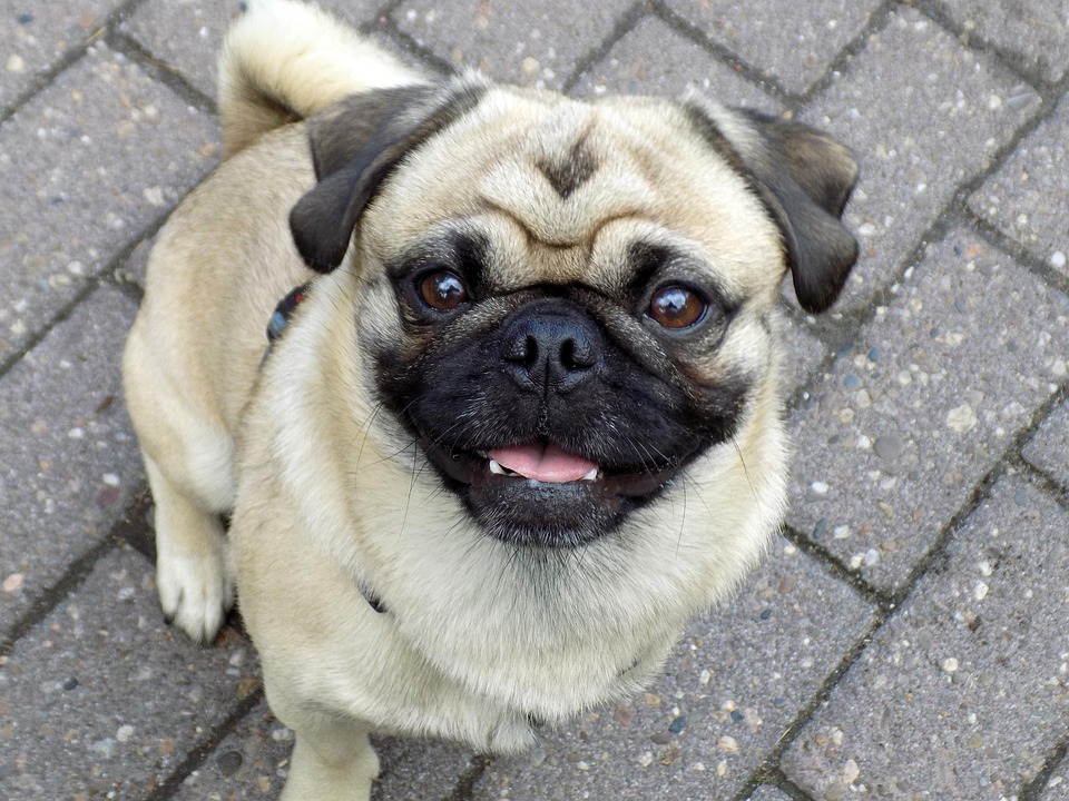 Pug Purebred Dog Beige Free Photo On Pixabay Pug Purebred Dog Beige Free Photo On Pixabay