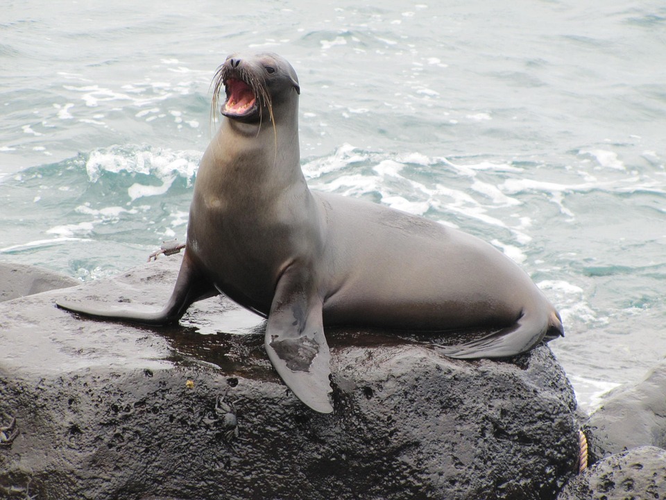 Lew Morski Galapagos Z Darmowe Zdj cie Na Pixabay Lew Morski Galapagos Z Darmowe Zdj cie Na Pixabay