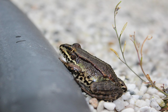 Free Pond Frog Frog photo and picture