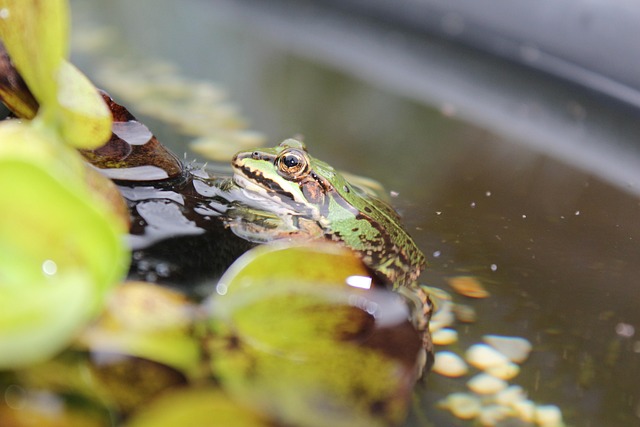 Free Pond Frog Frog photo and picture