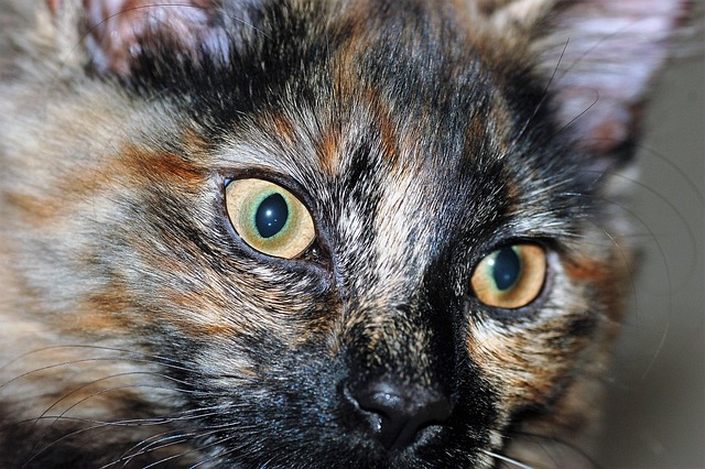 Free Cat Pet photo and picture
