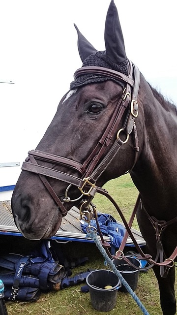 Free Horse Horse Trials photo and picture