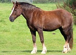 horse, equine, equestrian