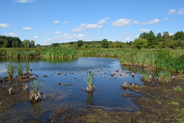Natuur, Rivier, Moeras, Water, Lucht
