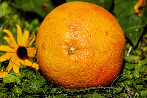 Pamplemousse, Fruits, Fruits Tropicaux