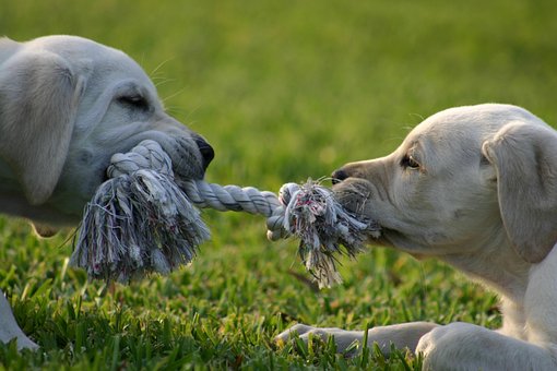 Puppy, Tug-O-War, Lab, Puppy, Tug-O-War