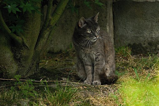 Free Cat Gray photo and picture