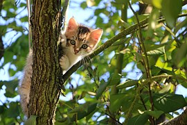 Macska Fiatal llat Cica Ingyenes Fot A Pixabay en