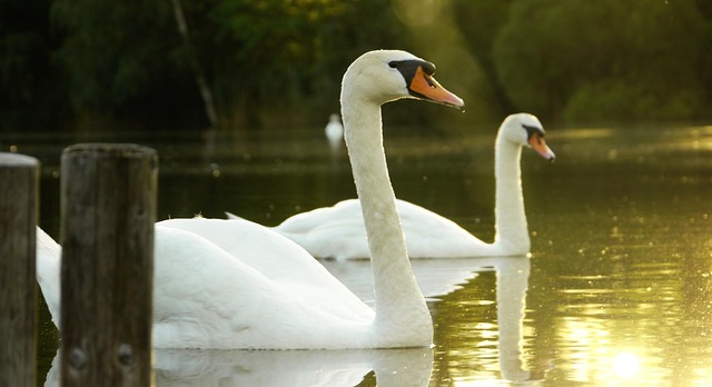 Free Lake Swan photo and picture
