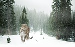 persian leopard, leopard, snow
