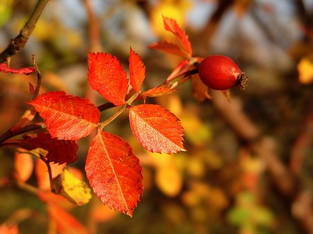 Free Autumn Hip photo and picture