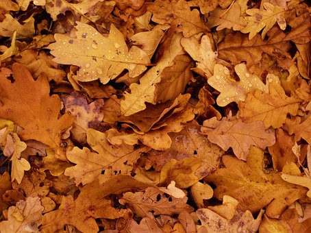 Free Leaves Autumn photo and picture