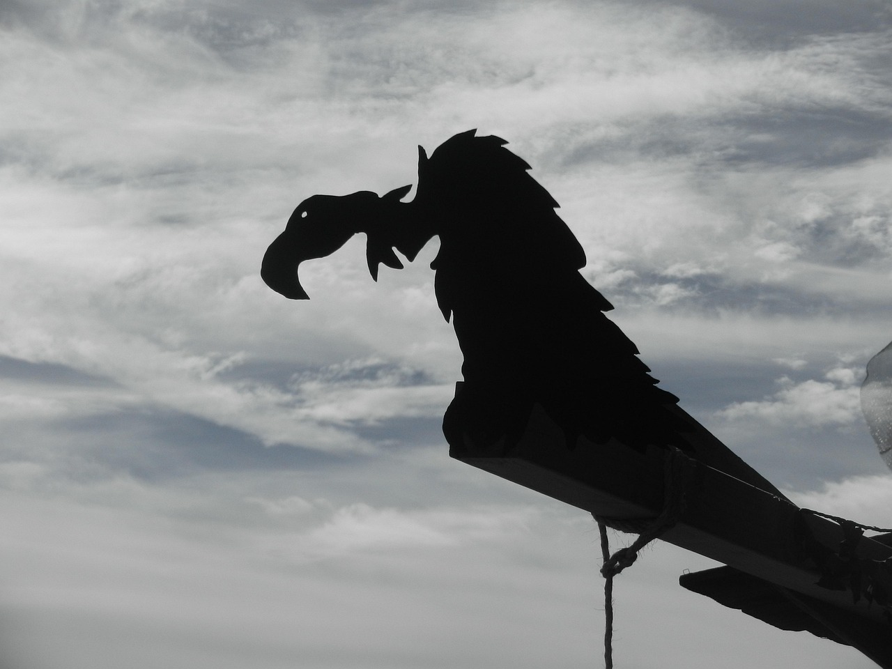 Vulture - free online jigsaw puzzle photo