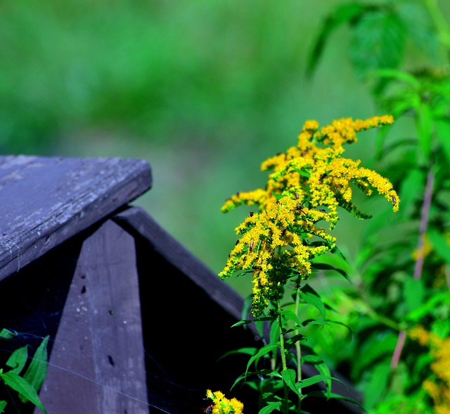 Guldenroede, Bloem, Gele Bloem, Solidago