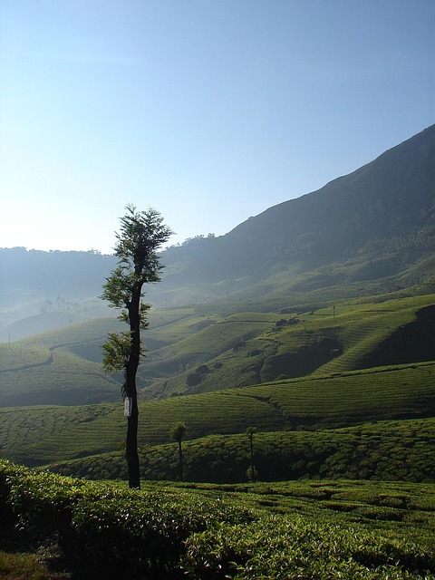 Munnar, India, Thee, Azië, Landschap