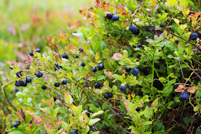 Free Blueberries Heather photo and picture