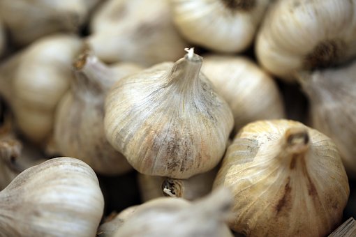Free Garlic Nature photo and picture