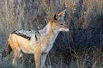 jackal, south africa, nature