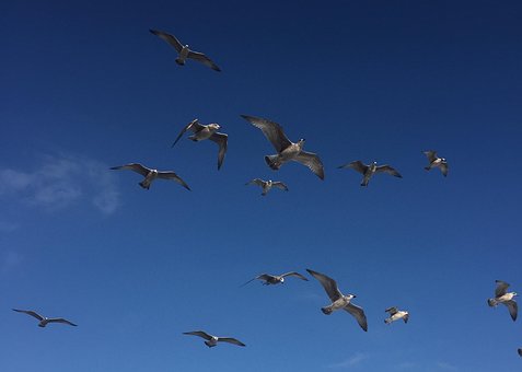 Free Seagulls Birds photo and picture