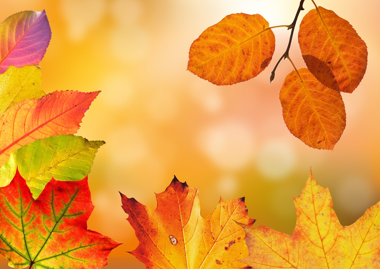 100 000 Kostenlose Herbst Und Natur Bilder Pixabay
