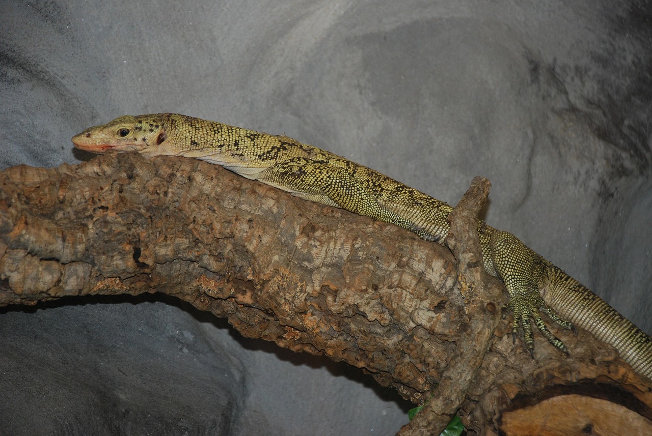 Terrarium Lizard Reptile Free photo on Pixabay Pixabay