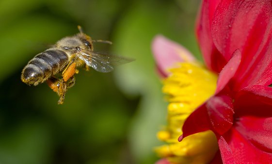 Free Bee Nature photo and picture