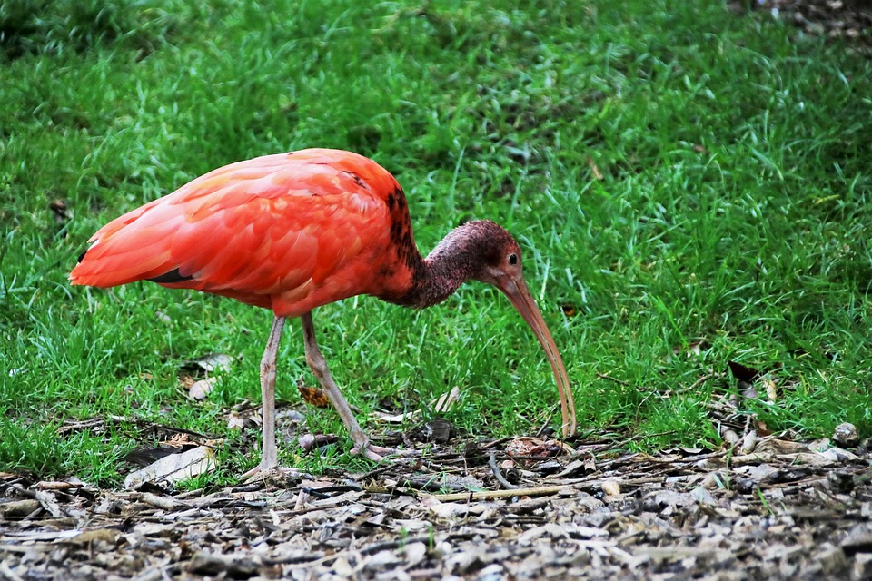 Ibis Rouge Oiseau Photo Gratuite Sur Pixabay Pixabay