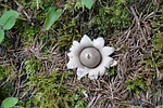 mushroom, plant, forest