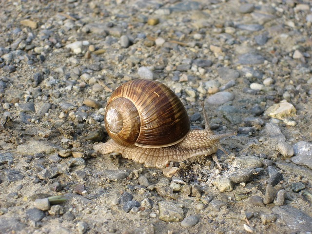 Free Snail Time photo and picture