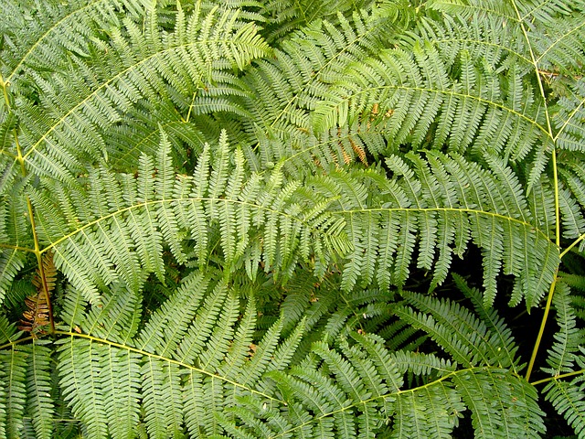 Free Fern Green photo and picture
